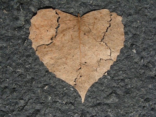 Ein braunes, tockenes Blatt auf Asphalt in Herzform ist an einigen Stellen aufgerissen