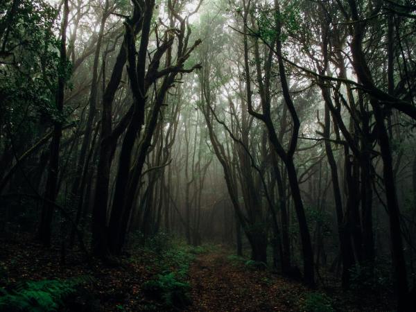 Ein Pfad in einem dunklen, nebligen Wald
